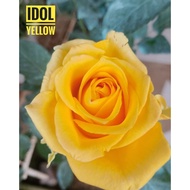 IDOLE YELLOW ROSE