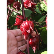 Berjaya Plant Nursery - Pokok Roselle/Pokok Ribena(Pokok Tumbuhan Ubatan Hidup/Real Live Herb Plant)