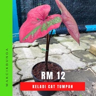 🍂1Pot Caladium Cat Tumpah / Keladi Cat Tumpah (Live Plant)