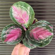 Calathea Crimson Rusco (Green and Red) 50 seeds (not live plants)