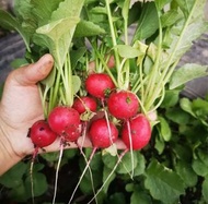 櫻桃蘿蔔種子（已發芽）20粒