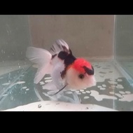 koki oranda 3 color