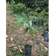 Duri Hitam atau Ochee (Black Thorn) Anak pokok durian (D200) lebih kurang 1 kaki