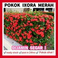 RINA • pokok Ixora merah • coccinea jejarum pecah periuk siantan seganding jantan Pokok bunga tumbuh