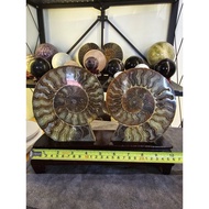 Ammonite Fossil 斑彩螺 (好运螺)