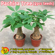 100% Original Pachira Tree Seeds for Sale (Fresh 2pcs Seeds) Dwarf Money Tree Plant Seeds for Planti
