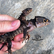 Pet- Red Eye Crocodile Skink - Kadal Duri Mata Merah