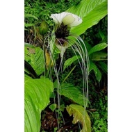 Pokok Belimbing Tanah/Janggut Adam