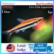 Red Pencilfish TetraFish Live Fish Aquarium Plant Tank Ikan Hidup 1 Ekor 2-3cm 🌊READY STOCK🌊 | Perfect Ocean