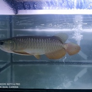 ikan Golden red arwana