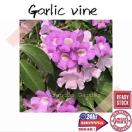 (GG real plant) garlic vine ^ pokok hidup hiasan luar rumah menjalar live outdoor bower plant bunga hanging