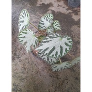 Sindo - Begonia Imperialis Live Plant JBB3MSV739