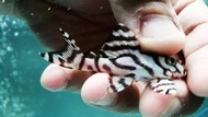 【Sus Aquatic】L236 SUPER WHITE PLECO - 白斑马异型
