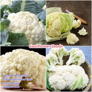 Ready Stock Cauliflower Seeds 200pcs Vegetable Seeds for Sale Plants High Quality Seeds Fast Germina