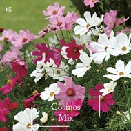 [Easy Growing]*Easy* Fairy Cosmos Mix Seeds - 200 Seed *Pot Friendly* Tanam Pasu, Bunga Cosmos, Warn