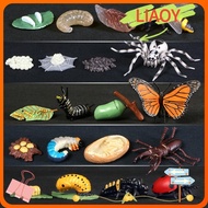 LIAOY Animals Growth Cycle Kindergarten Teaching Life Cycle Butterfly  Model