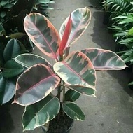 rubber plant ficus elastica variegata