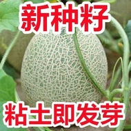 Milk Fragrant Cantaloupe Seeds Cantaloupe Melon Melon Seeds Sweet Four Seasons Spring Winter Souther