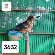 Burung Anis merah trotol jantan