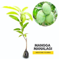 Bibit Mangga Manalagi Pohon Mangga Manalagi Bibit Buah Mangga Manalagi *_@