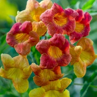 Anak Pokok Tecoma Pelbagai Warna