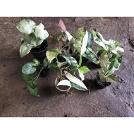 ** JD📌 | Syngonium SET | Real Aroid Plant | Pokok Aroid | JDNursery