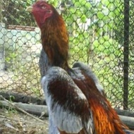 telur fertil ayam full brakot pakhoy