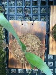 鹿角蕨P.Banna #A-側芽(己上板)-療癒-文青、蕨類植物、雨林植物-IG網紅-觀葉-室內植物-天南星-觀葉