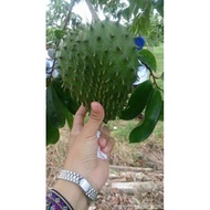 Baja durian belanda 1.5kg⚡⚡⚡