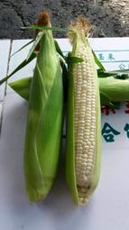 北海道牛奶水果玉米 水果玉米(1箱20斤700元) #慧軒農場