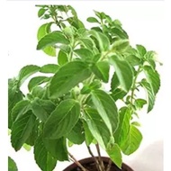Basil TREE CLOVE BASIL SEEDs Ocimum gratissimum sayur seed
