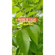MADRE DE CACAO LEAVES/FRESH LEAVES/PER KILO