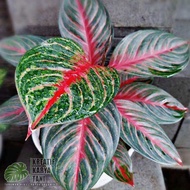 Tanaman Hias Aglonema Red Borju - Aglonema Red Borju