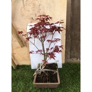 real live bonsai maple tree