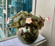 盆栽植物（帶花朵）喜蔭花 伯利恆之星