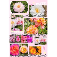 {30biji}Hybrid moss rose Seeds/biji Benih bunga rose jepun/中国籽播太阳花种子