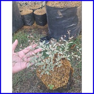 ❧ ஐ ㍿ VARIEGATED AFRICAN TALISAY PLANT (SMALL)