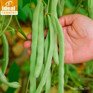 IDEALIdeal Agriculture Pole Bean Seed Lentils Sauteed Green Beans Seed Beans Cylinder Bean Seeds Vegetable Seeds30g*1Bag