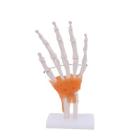 Human Joint Model Knee/Shoulder/Elbow/Hand/Foot/Hip Joint Bone Model With Ligament Medical Teaching Supplies