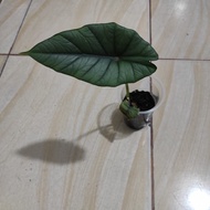 RAWATAN ALOCASIA BISMA KHAS KALBAR | MURAH DAN TANPA CACAT | 1 DAUN