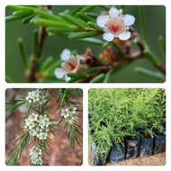 🌱🌼 anak pokok bonsai cucur atap / coreng atap / kelulut / bunga / daun wangi