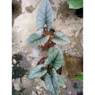 Tanaman Hias Koleksi Alocasia Bisma