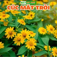 Easy to grow sun chrysanthemum seeds - h2t farm