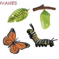 IVANES Science Toy Growth Cycle Model Biology Life Cycle Figurine Simulation Animals Butterfly Growth Cycle Kids Toy Spider Educational Plastic Models Teaching Material Action Figures