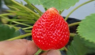 Bibit Strawberry California