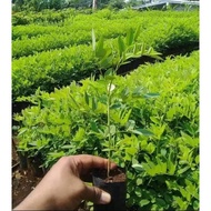 BENIH INDIGOFERA (HAIWAN TERNAKAN)