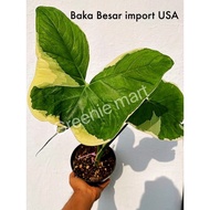 [Keladi Kayangan] Imported USA Caladium/ anthurium arrow/ alocasia pink dragon/ Variegated series