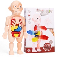 Human Body With Organs Anatomy Learning Toys Laboratory/Montessori 3D Human body anatomy