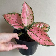 aglonema lady valentine/aglonema pink