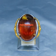 Cincin Getah Katilayu Asli Amber Fosil Katilayu Original